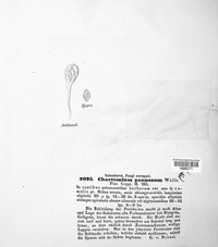 Chaetomium elatum image